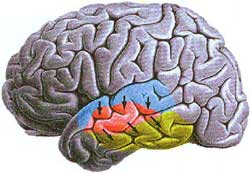 Dorsal to ventral hierarchical organization model for speech 