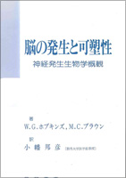 脳の発生と可塑性